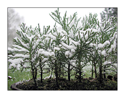 Sequoiadendron giganteum, 4-jährige Sämlinge. Foto: mintrax, 2003-04-10